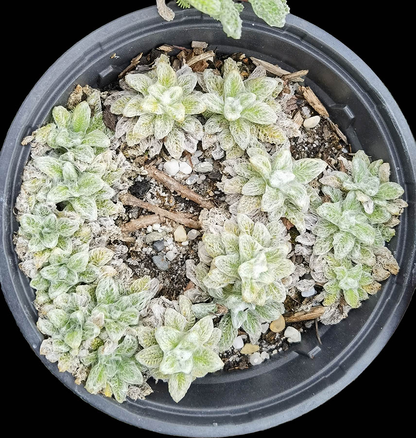 Helichrysum chionophilum en fleurs sur des éboulis des montagnes du Drakensberg